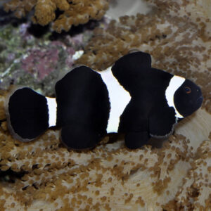 Captive-Bred Black & White Ocellaris Clownfish