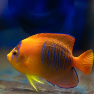 Clarion Angelfish