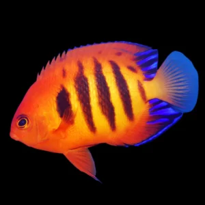 Flame Angelfish