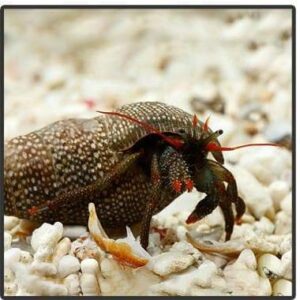 Red Leg Hermit Crab Mexico